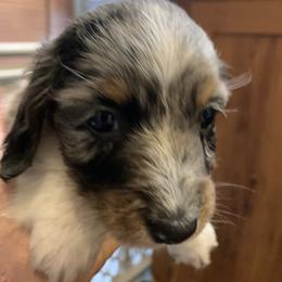 MOCHI - Dapple male Dachshund puppy in Elizabethtown, Kentucky from Teeny Tiny Puppy Tails