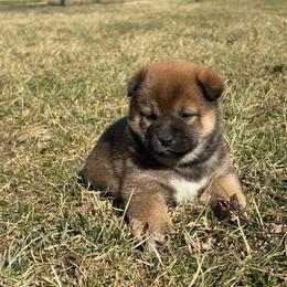 Yoda - Sesame female Shiba Inu puppy in Covington, Ohio from Rustic Country Shibas