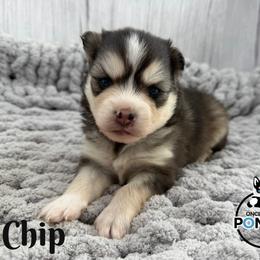 Chip - Black and white male Pomsky puppy in Eastman, Georgia from Once Upon A Pomsky