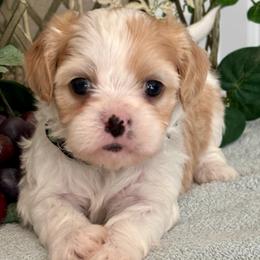 George - Blenheim male Cavatzu puppy in Oklahoma from Rocky Oak Cavaliers & Biewer Terriers LLC