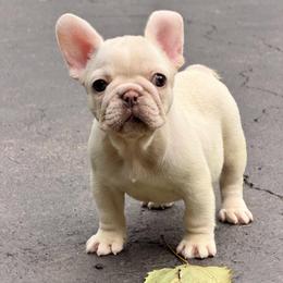 Anfisa - Tricolors female French Bulldog puppy in Millstone Township, New Jersey from Couture_frenchies_and_pomeranian