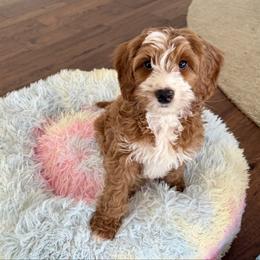 Joe - Red male Australian Labradoodle puppy in Londonderry, New Hampshire from Granite State Labradoodles