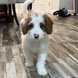 Rowan - Parti male Goldendoodle puppy in Wayland, New York from Loris Pampered Pooches💕