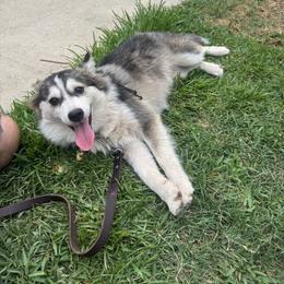 Sweetie - Black and white female Pomsky puppy in La Verne, California from Red Cedar Pomskies