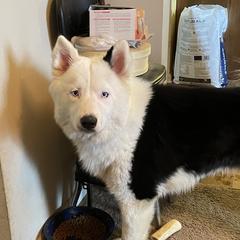 Winston - Yakutian Laika