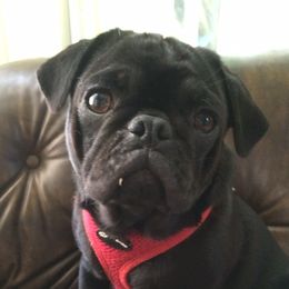 Maggie - Pug