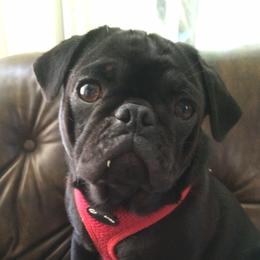 Maggie - Pug