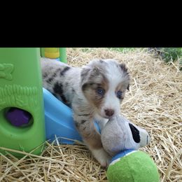 Australian Shepherd Puppies from DoubleL Aussies