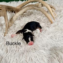Buckle - Black tri-color female Australian Shepherd puppy in Vernal, Utah from Dancing M Kennels