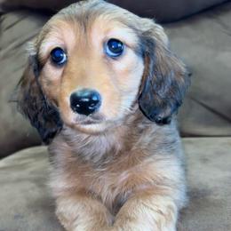 Bonnie (RUSSIAN LINES) - Red female Dachshund puppy in Goldthwaite, Texas from Mini Mama Dachshunds