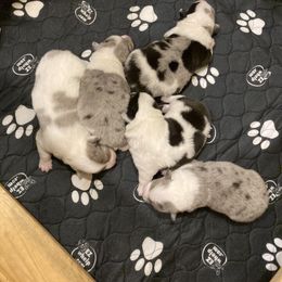 American Corgi and Pembroke Welsh Corgi Puppies from Elk Ridge Corgis