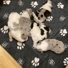 American Corgi and Pembroke Welsh Corgi Puppies from Elk Ridge Corgis