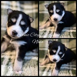 Nala - Black and white female Pomsky puppy in Rossville, Georgia from Scenic City Pomskies