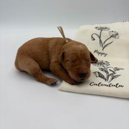 Gray - Yellow female Labrador Retriever puppy in Heath Springs, South Carolina from Rich Hill Retrievers