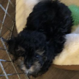 Thumbelina - Black brindle Havapoo puppy in Centerville, Idaho from HopplevalleyPTA...(Puppies To Adore)