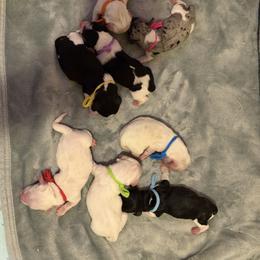 Girl 3 - Dapple female Dachshund puppy in Jacksonville, Florida from Little Lords & Ladies Dachshunds