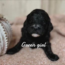 Green girl - Black and white female Bernedoodle puppy in Mesa, Colorado from Bailey Doodles