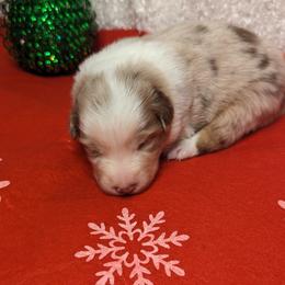 Australian Shepherd Puppies from Firelight Australian Shepherds