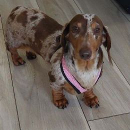 Dachshunds from SW Doxie Hounds