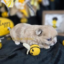 Confetti - Merle female Chihuahua puppy in Piqua, Kansas from Cute As A Cupcake Chihuahuas