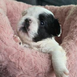 Harry Potter - Black and white male French Bulldog puppy in Franklinton, North Carolina from Sweet Carolina Kennel
