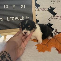 Pembroke Welsh Corgi Puppies from Stephanie’s Corgi Colony