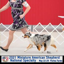 Miniature American Shepherd All Grown Up from Wx Kennels