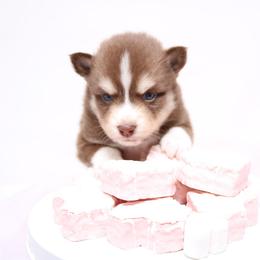 Aramis - Chocolate male Pomsky puppy in Christiana, Tennessee from Smoky Mountain Pomskies