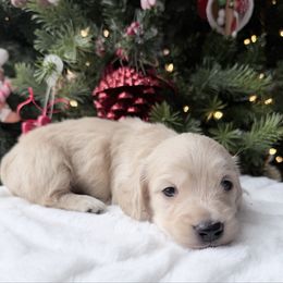 Mark - Cream male Dachshund puppy in Richmond, Virginia from Irresistible Dachshunds & Cavaliers