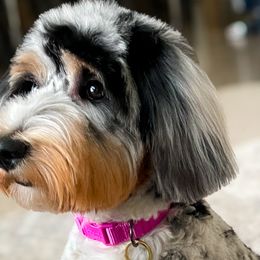 Aussiedoodles and Miniature Australian Shepherds from Little Puppy Co.