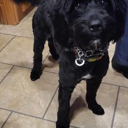 Springerdoodle All Grown Up from Evalina Miller's Spaniels