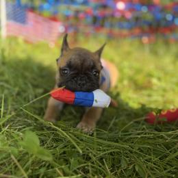 French Bulldog Puppies from Frenchie-Club