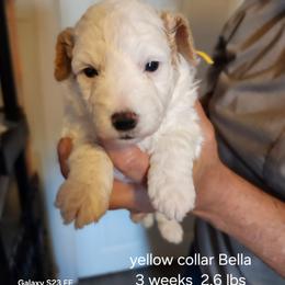Yellow collar  Bella - Cream female Goldendoodle puppy in Fairmount, Indiana from Capens' Doodles,Poodles and Poo's
