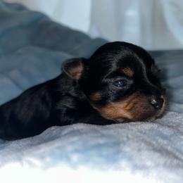 Male 1 - Black and tan male Yorkshire Terrier puppy in Phil Campbell, Alabama from MagnoliaYorkies