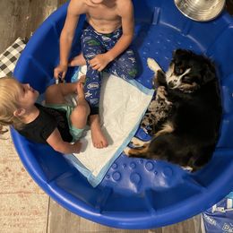 Miniature Australian Shepherd Puppies from Mini Pups of Poppleton