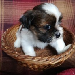 Lhasa Apso Puppies from Absosengkye Kennel