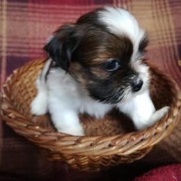 Lhasa Apso Puppies from Absosengkye Kennel