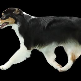 Australian Shepherd All Grown Up from Thunder River