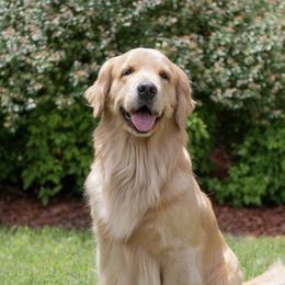 Maggie - Golden Retriever