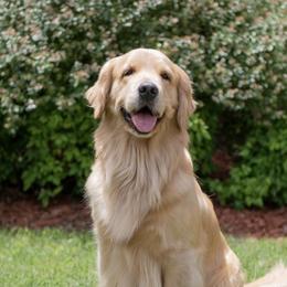 Maggie - Golden Retriever