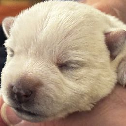 Marshmallow - White male West Highland White Terrier puppy in Roper, North Carolina from SoundHaven Westies