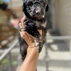 Sheepadoodle and Whoodle Puppies from Aisling Pups