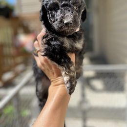 Sheepadoodle and Whoodle Puppies from Aisling Pups