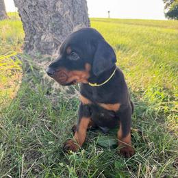 Kaiser - Black and rust male Doberman Pinscher puppy in Peru, Indiana from De luxe dobermans