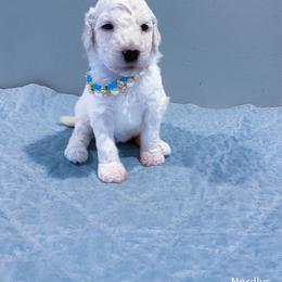 Turquoise - White female Poodle puppy in Louisville, Kentucky from Borealis Poodles