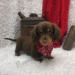 Levi - Chocolate male Dachshund puppy in West Plains, Missouri from Dachshund