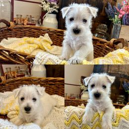 West Highland White Terrier Puppies from Butterfield's Westies