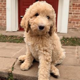 Pearl - Apricot female Goldendoodle puppy in Macclenny, Florida from Baker County Goldendoodles