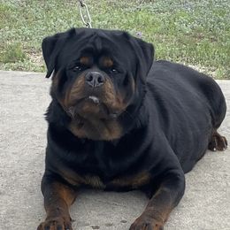 Lala - Rottweiler