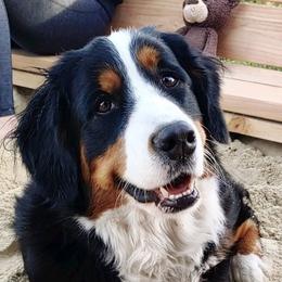 Ellie  - Bernese Mountain Dog